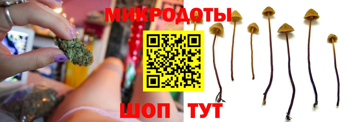 Псилоцибиновые грибы Psilocybe Вятские Поляны